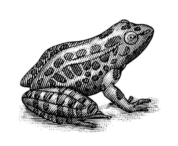 Frog 2 2